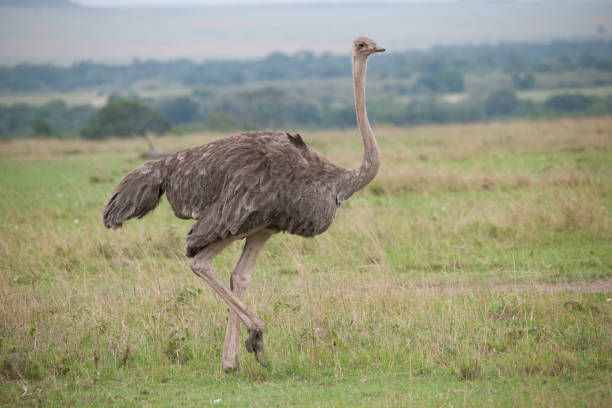 istock Wild animals in nature 976347686