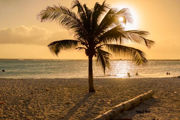 istock Caribbean palm tree at sunset in Aruba 976347804