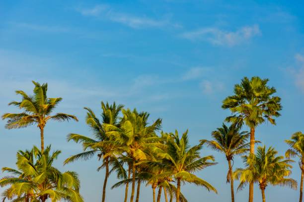 istock Palm trees against the blue sky. Tropical landscape. 976348382