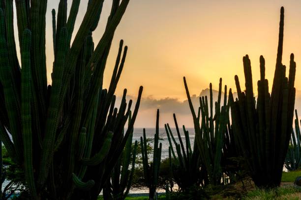istock Cactus at sunset light in Aruba. Arid landscape. 976348440