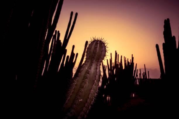 istock Cactus at sunset light in Aruba. Arid landscape. 976348492