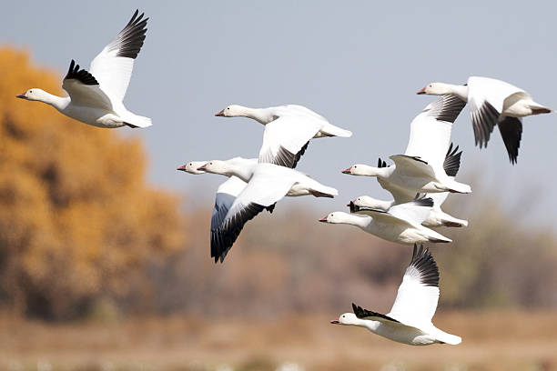 istock Closeup of snow geese in flight 97634925