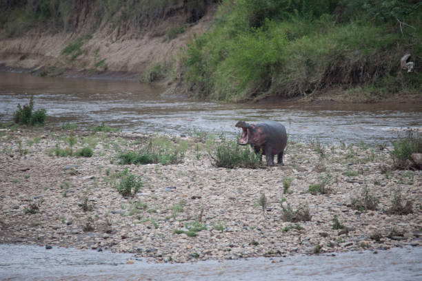istock wild animals of Africa 976351700