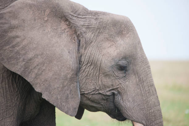 istock wild animals of Africa 976351868