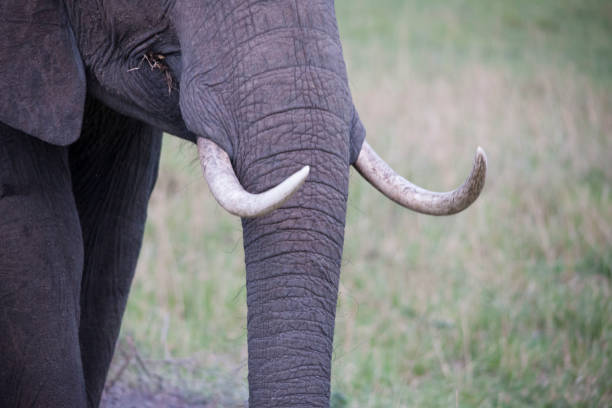 istock wild animals of Africa 976351880