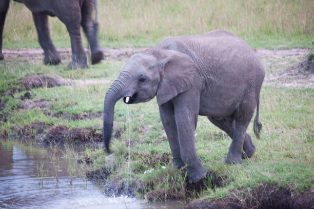 istock wild animals of Africa 976352250