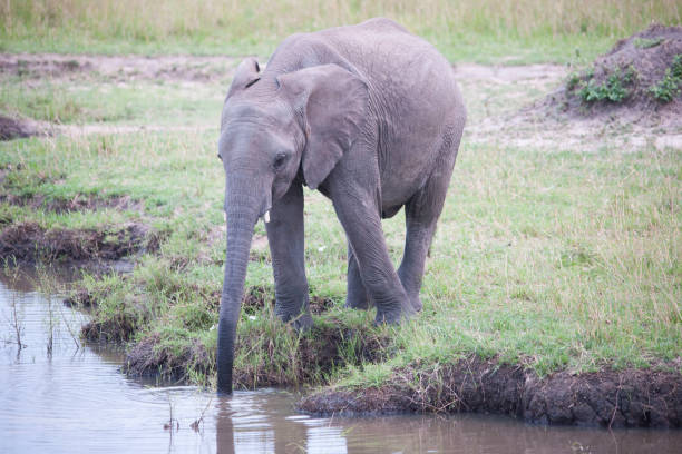 istock wild animals of Africa 976352254