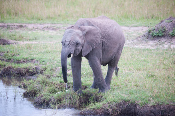 istock wild animals of Africa 976352258