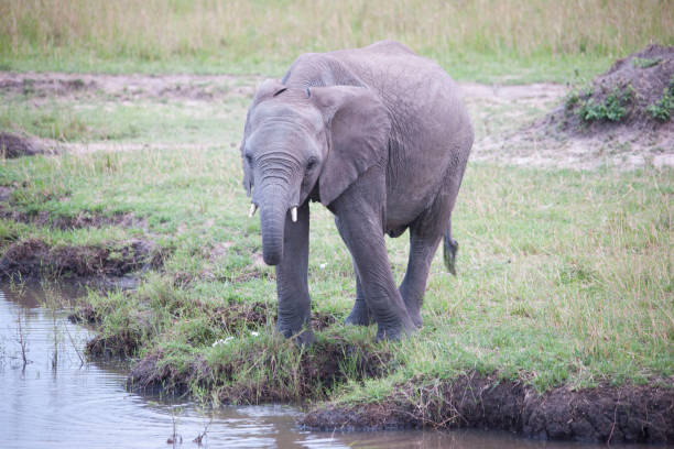 istock wild animals of Africa 976352280