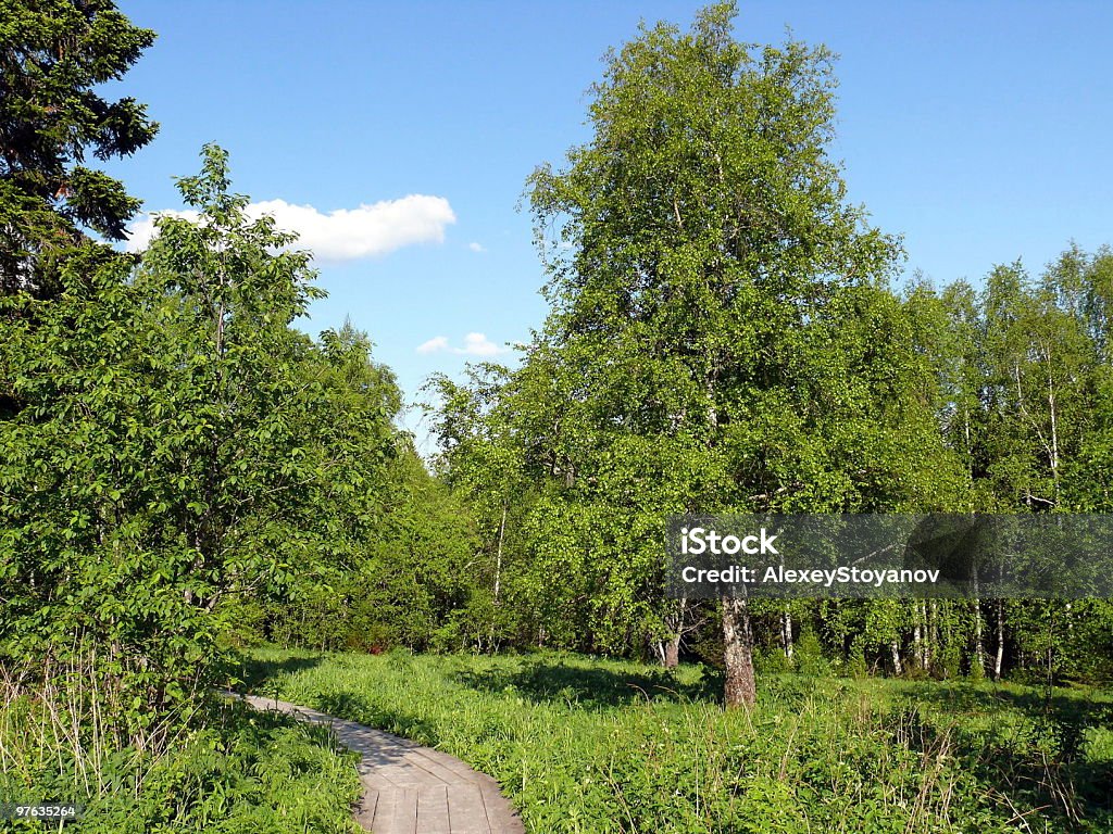 Eco foothpath in the forest, Zyuratkul' park  Backgrounds Stock Photo