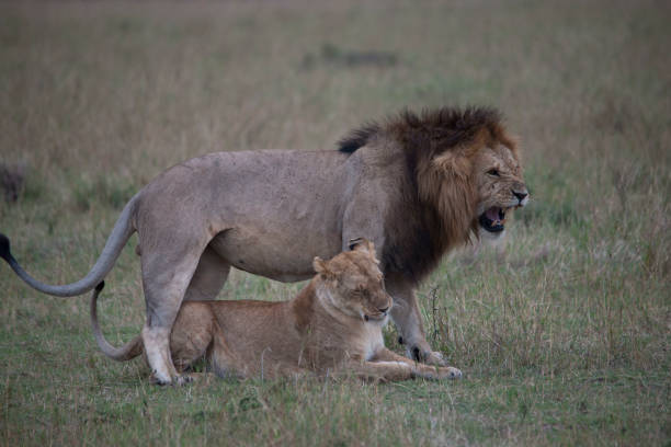istock wild animal life in Africa 976353432