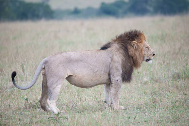 istock wild animal life in Africa 976353622