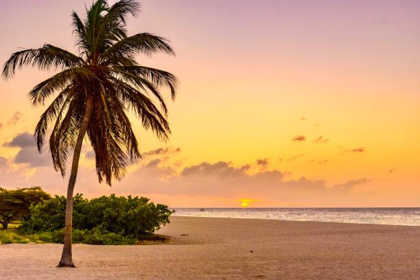 istock Tropical landscape at sunset. Caribbean idyllic beach. 976358566