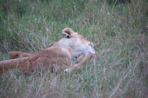 istock lions and cubs in Africa 976359072