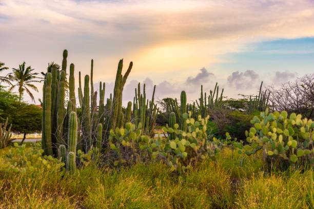 istock Dry and arid desert landscape with cactus and native plants in Aruba. 976359426