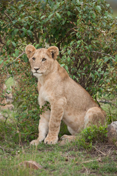 istock lions and cubs in Africa 976359788