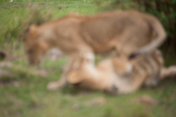istock lions and cubs in Africa 976360026