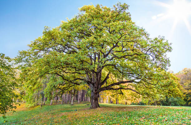 istock Old lonely oak tree in Serbia. 976360042