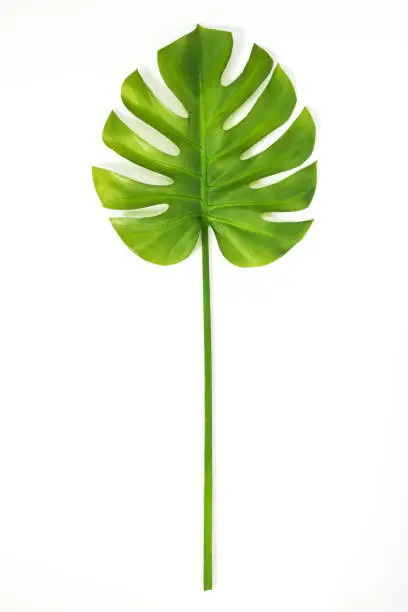 Beautiful green Monstera leaf isolated on white background. Tropical plant popular in home decor.