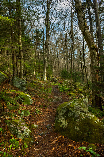 Appalachian Trail leading to the Spruce-fir forest on Mount Rogers in Virginia.