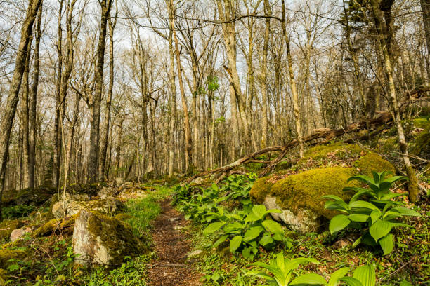 istock Appalachian Trail in Virginia 976363790