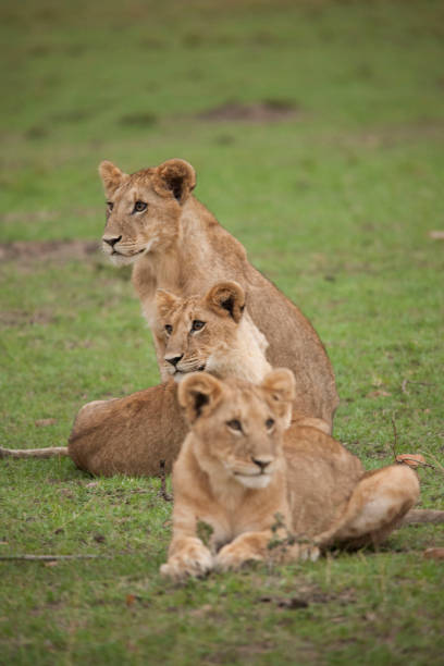 istock wild African animal wild life 976364342