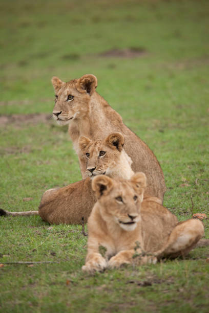 istock wild African animal wild life 976364400