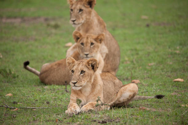 istock wild African animal wild life 976364428