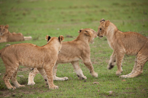 istock wild African animal wild life 976364584