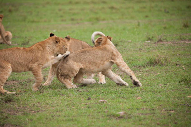 istock wild African animal wild life 976364638