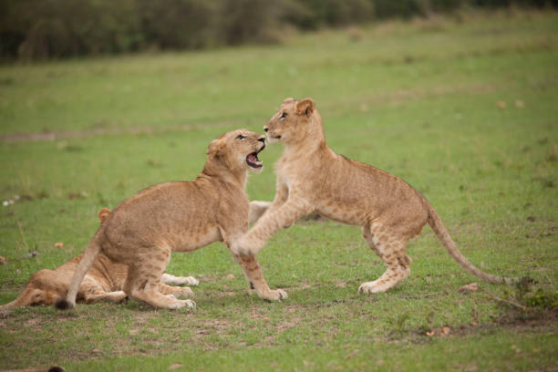 istock wild African animal wild life 976364666