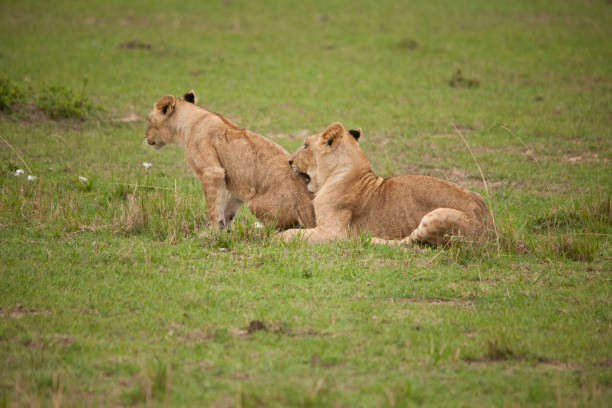 istock wild African animal wild life 976365228
