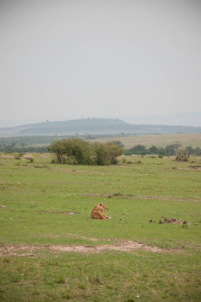 istock wild African animal wild life 976365350