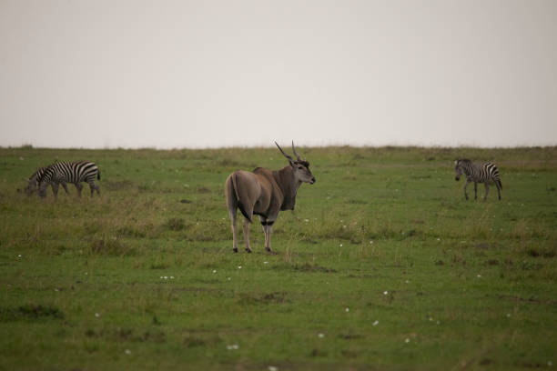 istock wild African animal wild life 976365578