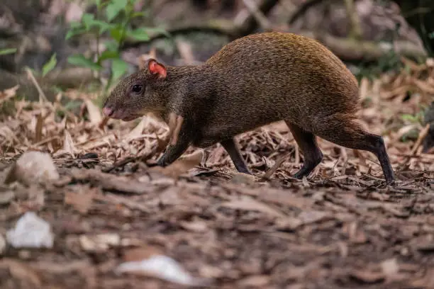 A Central American agouti foraging for food in the Belize Zoo in Belize