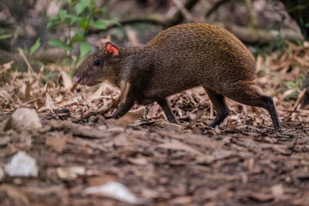 uma cutia centro-americana, procurando por comida - agouti - fotografias e filmes do acervo