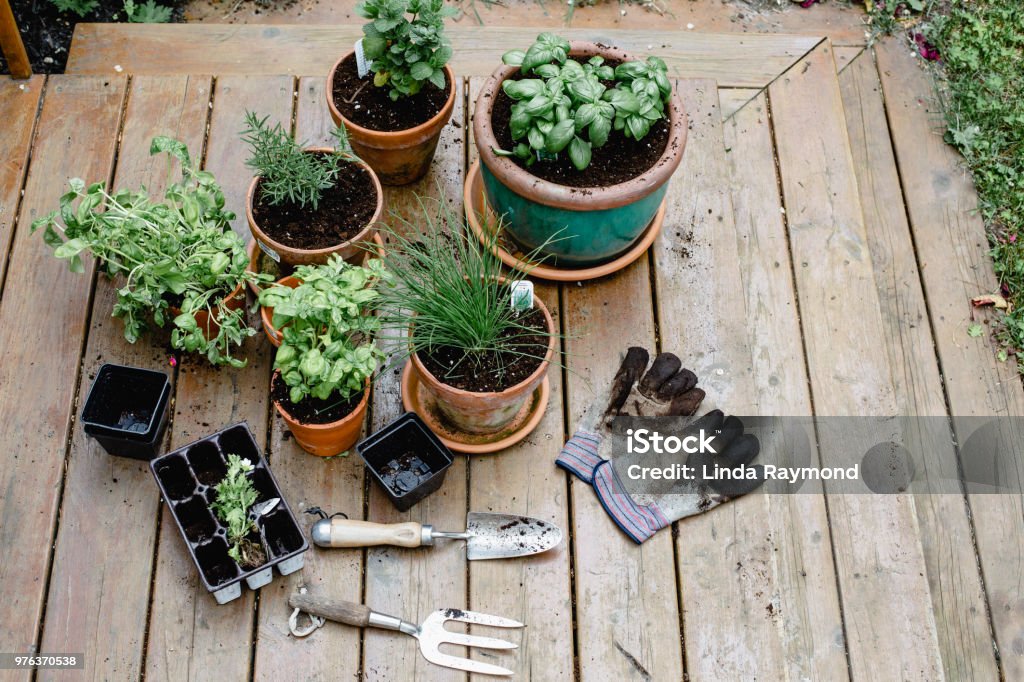 Planting flowers potted plant, gardening equipment, flowers, herbs Herb Stock Photo