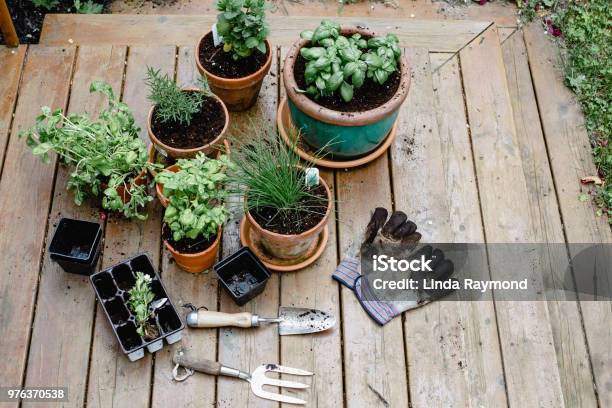 Planting Flowers Stock Photo - Download Image Now - Herb, Balcony, Planting