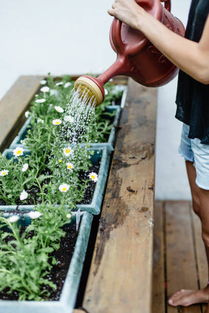 istock A young woman watering her flowers 976371024