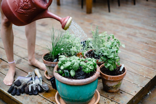 istock A young woman watering her flowers 976371050