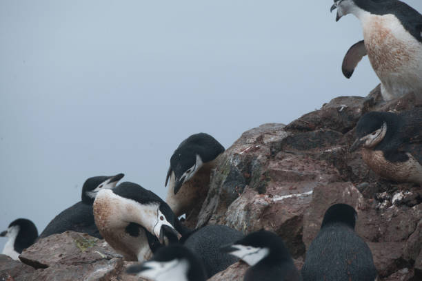 istock Wild seagulls and penguins in Antartica 976377252