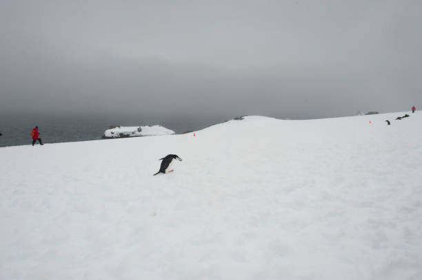 istock Wild penguins and beautiful landscapes 976381408