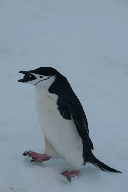 istock wild penguins in antartica 976395278