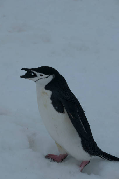 istock wild penguins in antartica 976395286