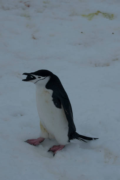 istock wild penguins in antartica 976395304