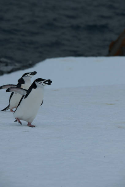 istock wild penguins in antartica 976395628