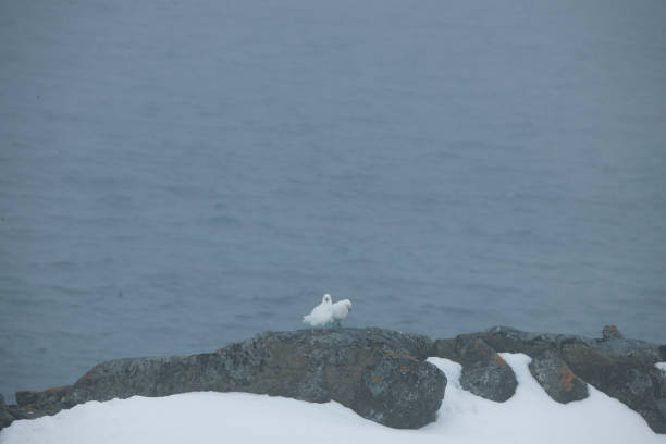 istock wild penguins in antartica 976395678