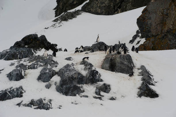 istock Antartica land scape and mountains 976419666
