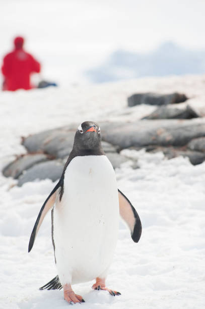 istock antartica mountains and wild penguins 976423588