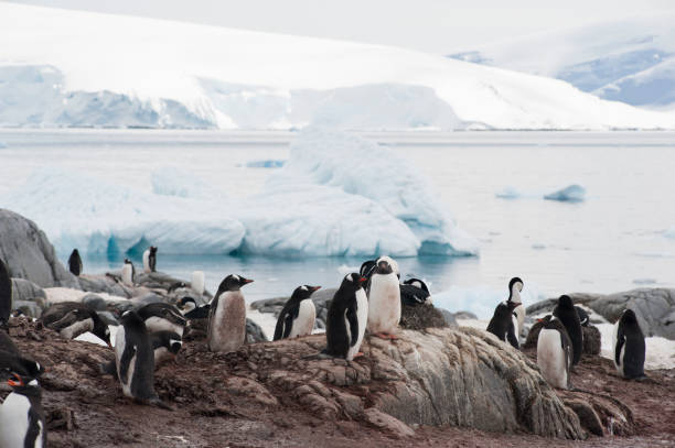 istock antartica mountains and wild penguins 976423650